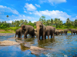 Top 10 Places to Visit in Sri Lanka