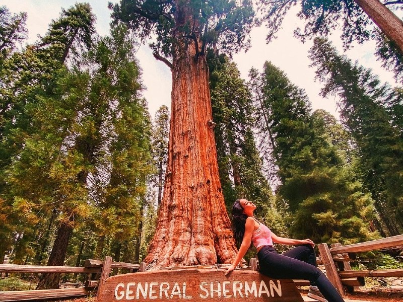 General Sherman Tree - World's Largest Tree on the Earth, Sequoia National Park, California